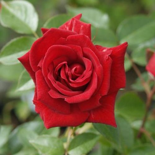 Rosa Love Knot - roșu - Trandafir copac cu trunchi înalt - cu flori în buchet - coroană curgătoare